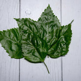 Hibiscus Leaves / Gudhal Ke Patte -  100 % Natural & Farm Fresh  Herbs